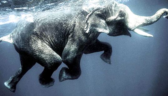 Enciclopedia animalelor elefanți elefant