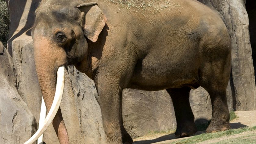 Enciclopedia animalelor elefanți elefant african