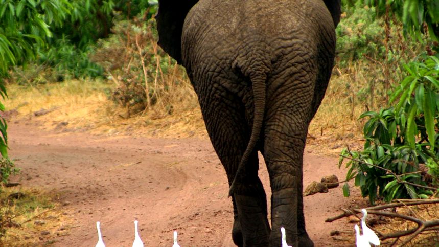 Enciclopedia animalelor elefanți elefant