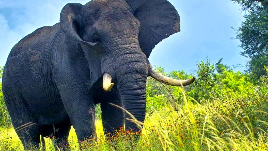 Enciclopedia animalelor elefanți elefant african