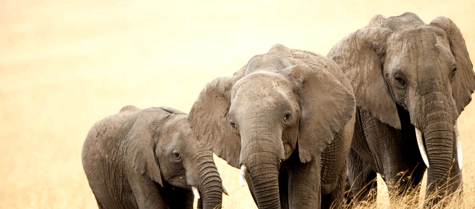 Enciclopedia animalelor elefanți elefant indian
