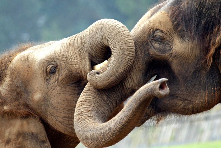 Enciclopedia animalelor elefanți elefant african