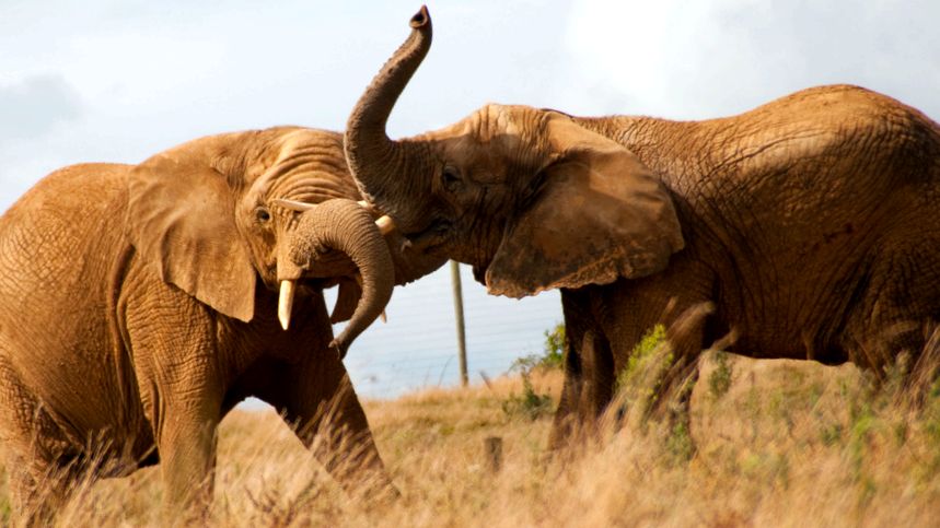 Enciclopedia animalelor elefanți elefant