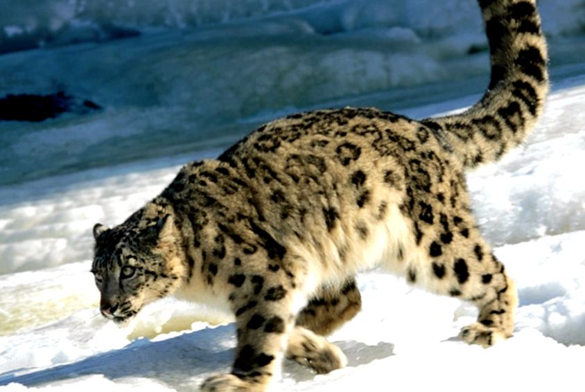 Enciclopedia Animalelor Leopardului de Zăpadă leopard