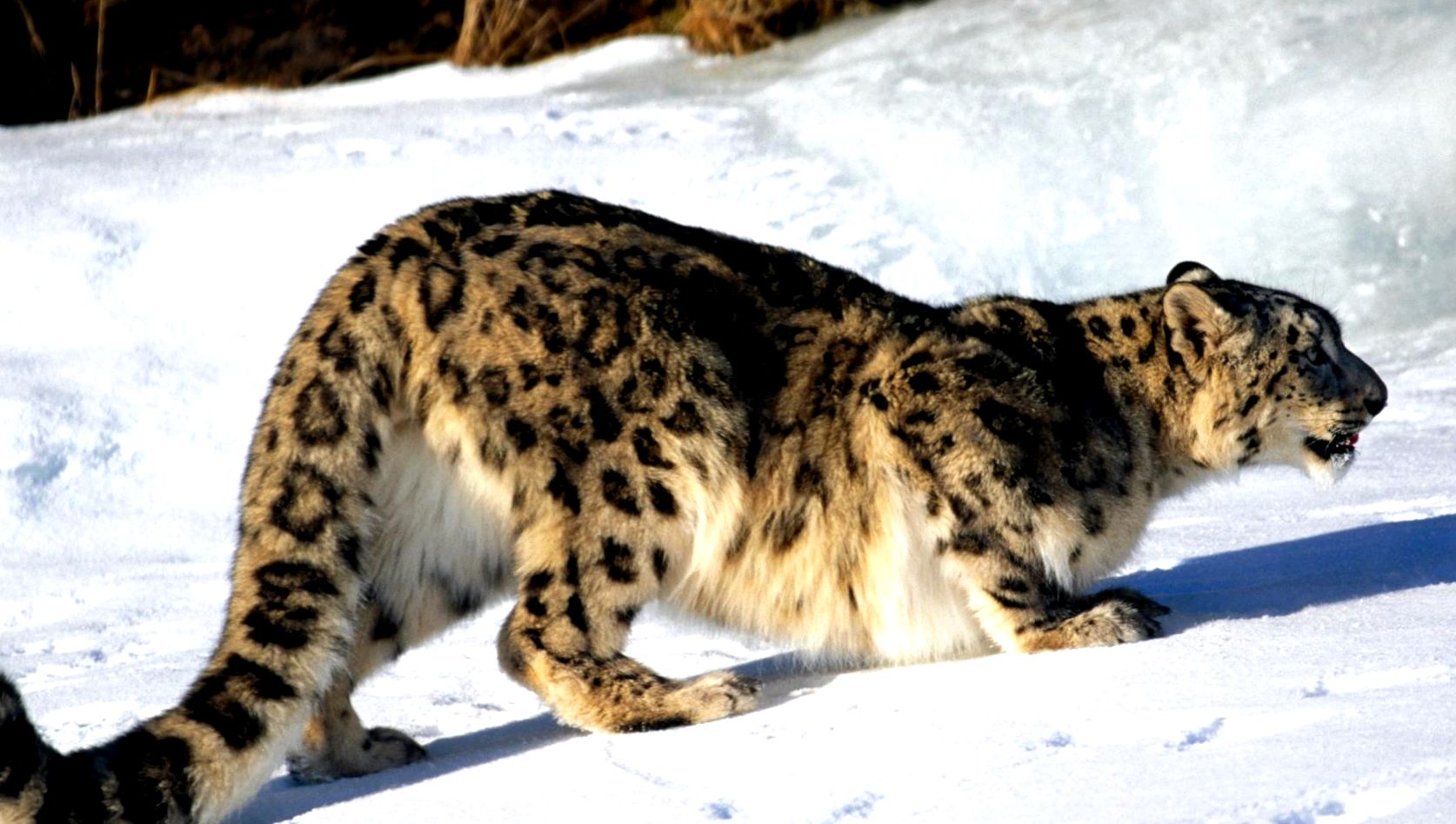 Enciclopedia Animalelor Leopardului de Zăpadă leopard