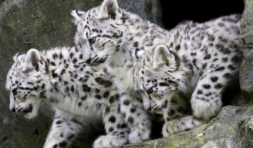 Enciclopedia Animalelor Leopardului de Zăpadă leopard de zăpadă