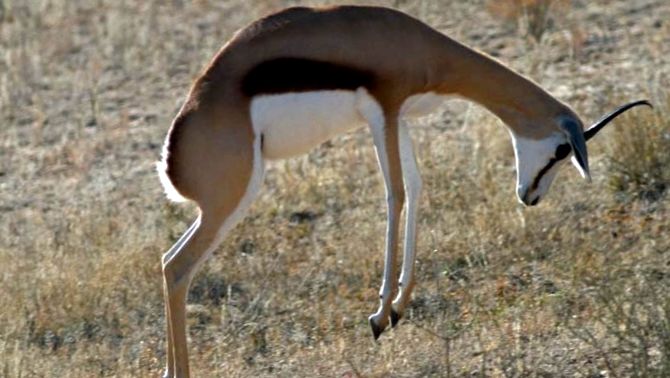 Springbok Animal Encyclopedia animal