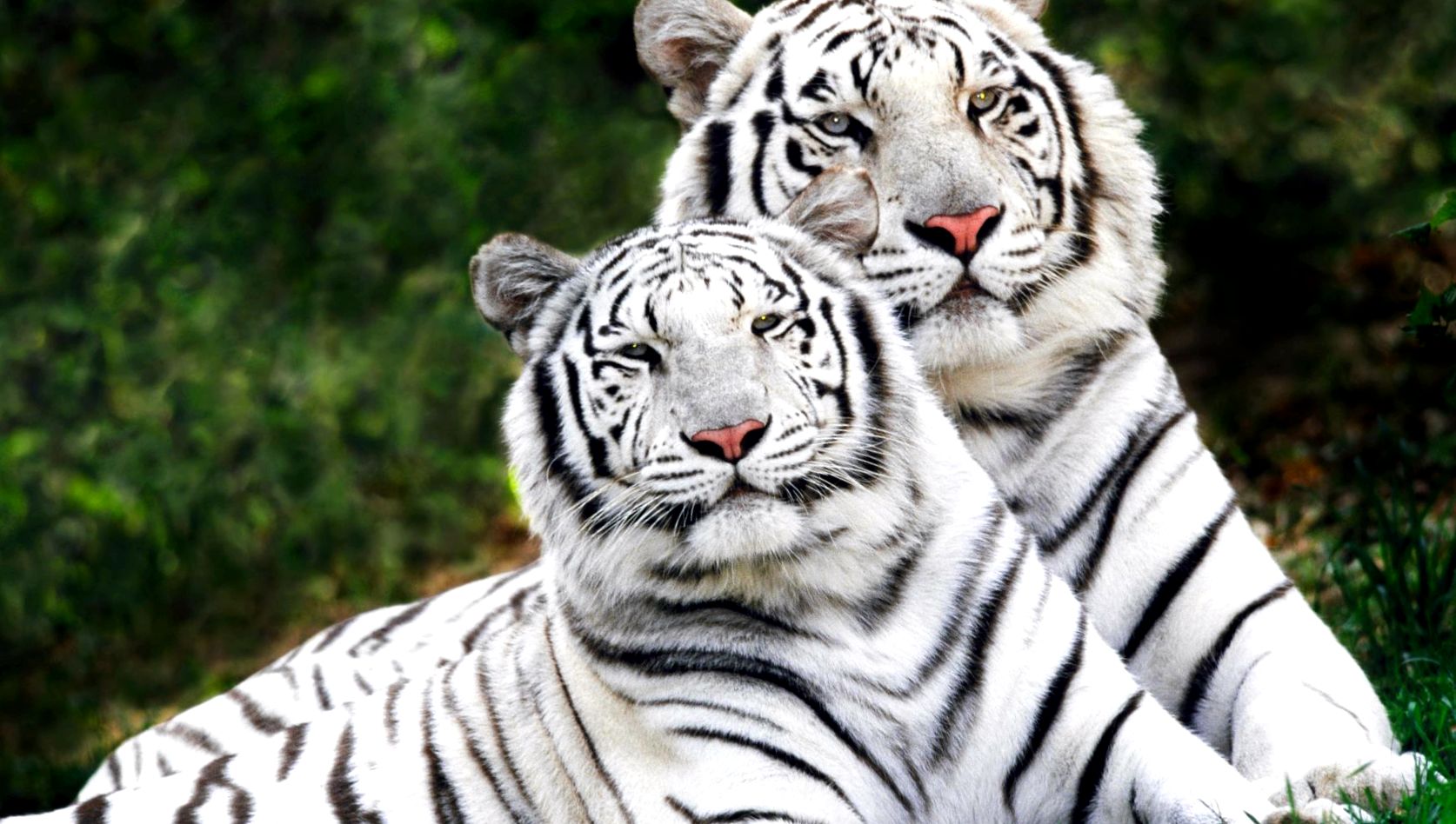 Enciclopedia Tiger Animal Panthera tigris