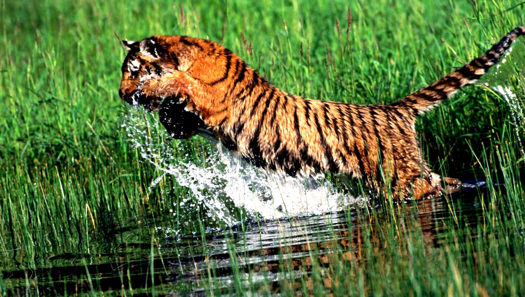 Enciclopedia Tiger Animal tigru