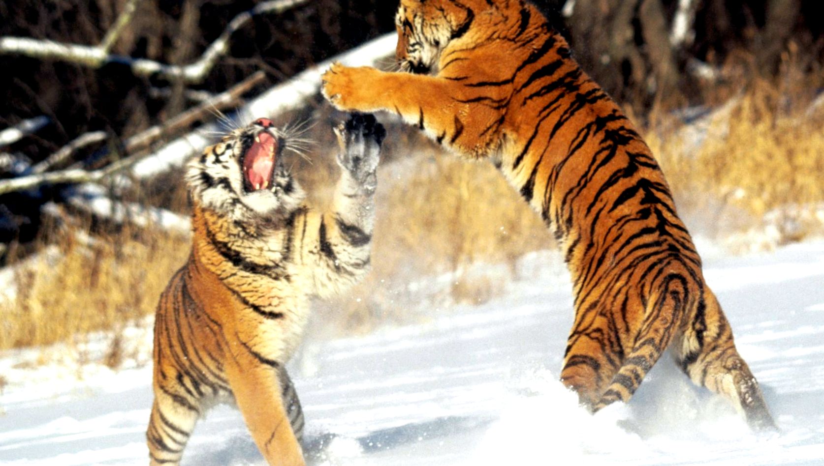 Enciclopedia Tiger Animal enciclopedie