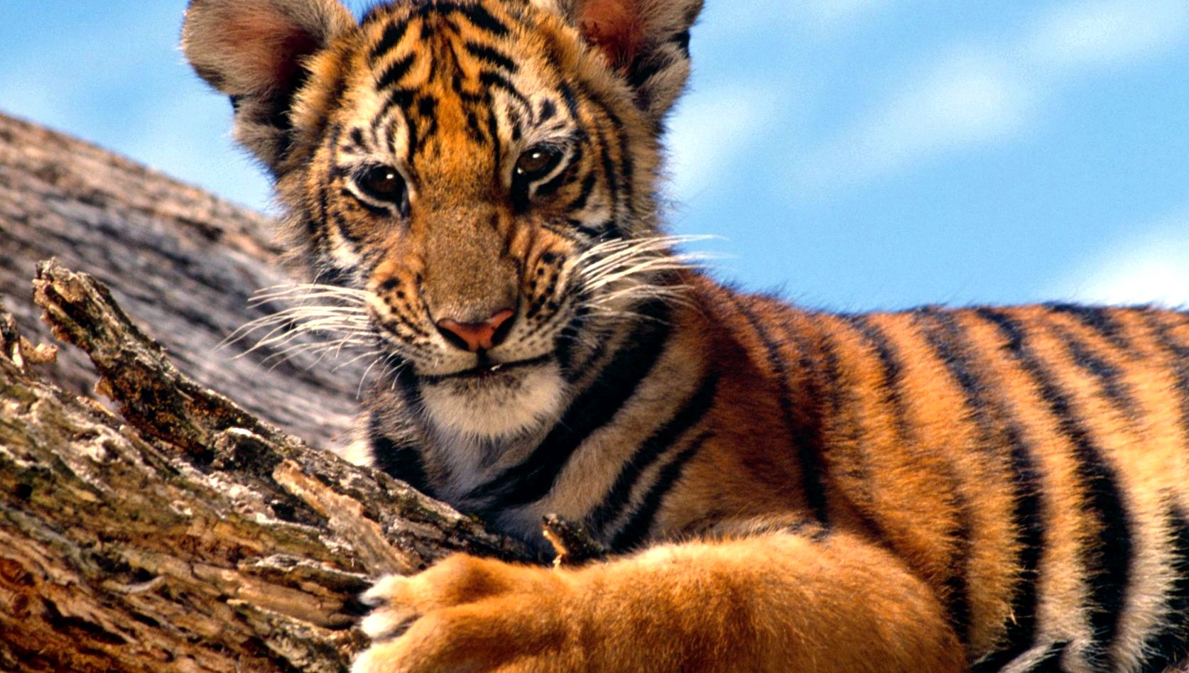 Enciclopedia Tiger Animal Panthera tigris
