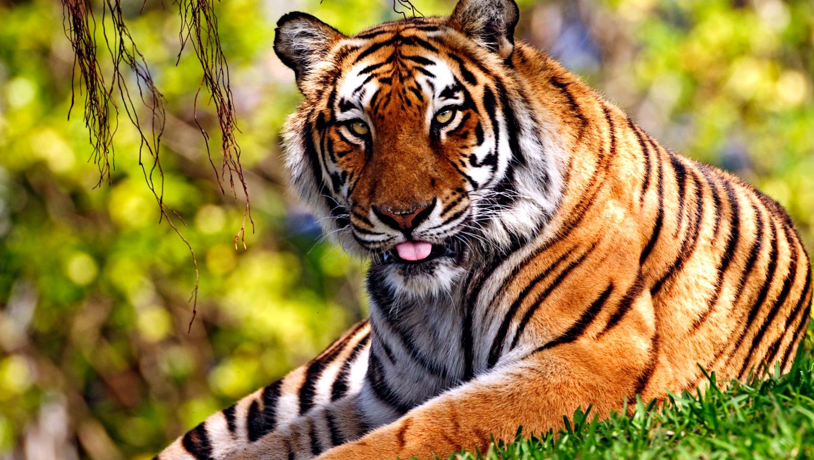 Enciclopedia Tiger Animal Panthera tigris