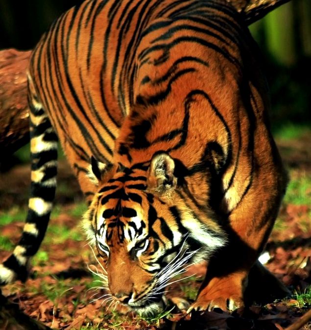 Enciclopedia Tiger Animal Panthera tigris