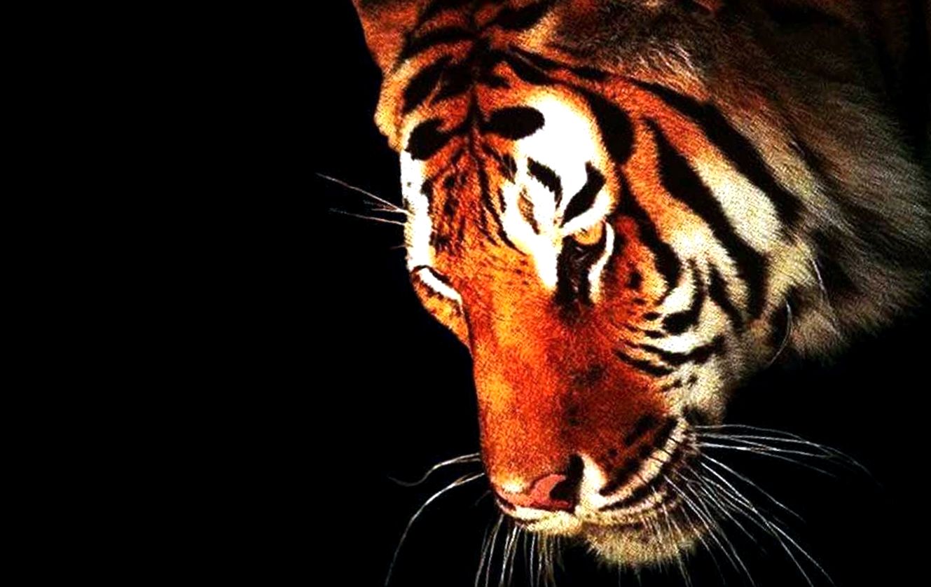 Enciclopedia Tiger Animal enciclopedie