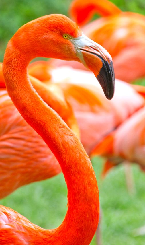 specii de flamingo