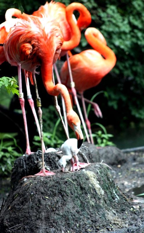 Flamingo Animal Encyclopedia specii de flamingo