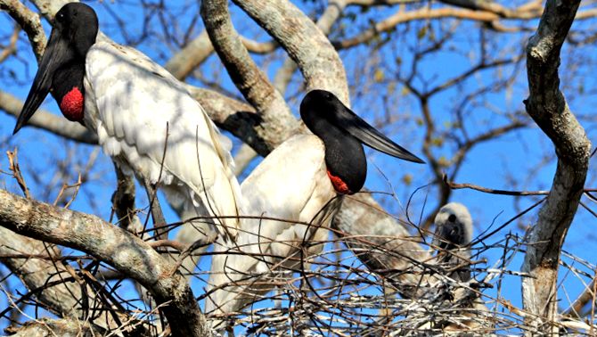 Saddlebills and Yabiru Animal Encyclopedia yabiru