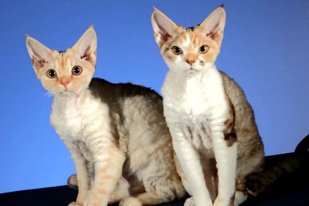 Devon Rex - o pisică în haina de oaie palton