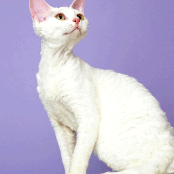 Devon Rex - o pisică în palton de oaie devon rex