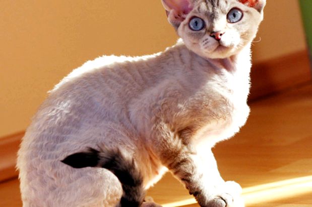 Devon Rex - o pisică în haina de oaie palton