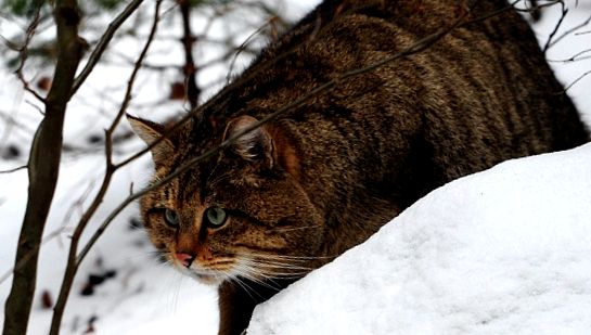 Enciclopedia animalelor Wild Forest Cat enciclopedie