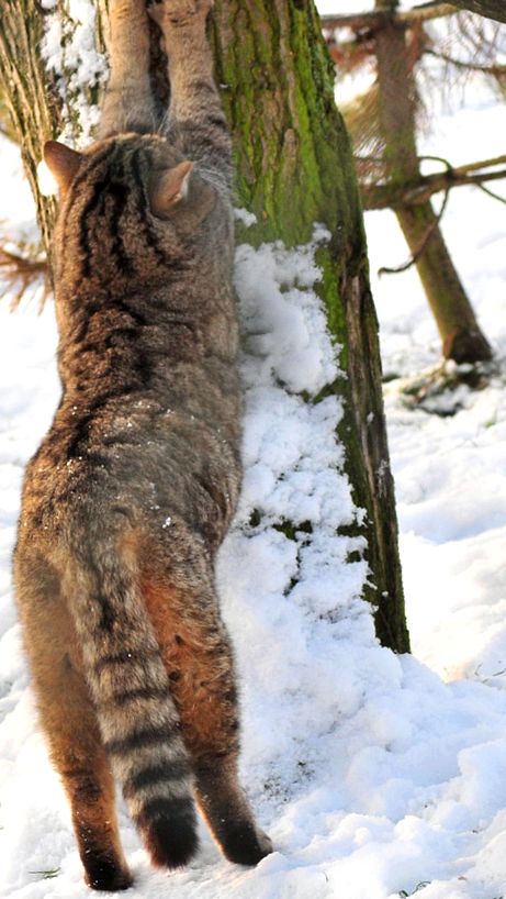 Enciclopedia animalelor Wild Forest Cat sălbatic