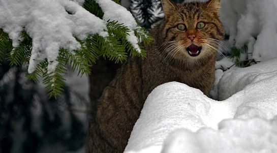 Enciclopedia animalelor Wild Forest Cat animal