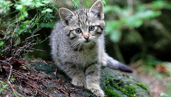 Enciclopedia animalelor Wild Forest Cat animal