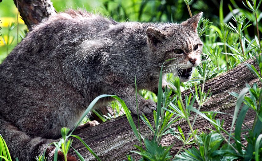 Enciclopedia animalelor Wild Forest Cat sălbatic