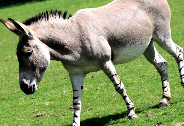 Enciclopedia animalelor de măgar sălbatic african a se stabili
