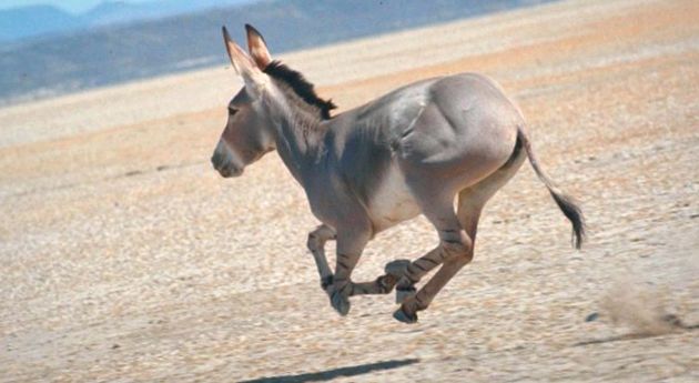 Enciclopedia animalelor de măgar sălbatic african enciclopedie