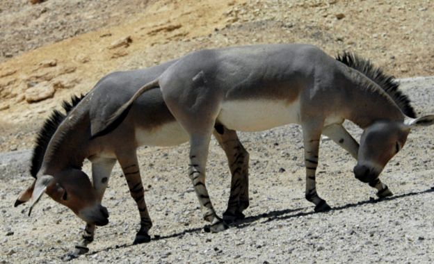 Enciclopedia animalelor de măgar sălbatic african enciclopedie