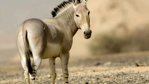 Enciclopedia animalelor de măgar sălbatic african animal