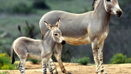 Enciclopedia animalelor de măgar sălbatic african sălbatic