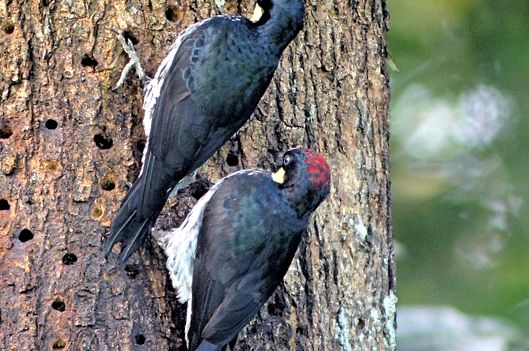Woodpeckers Animal Encyclopedia enciclopedie