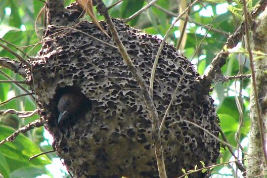 Woodpeckers Animal Encyclopedia animal