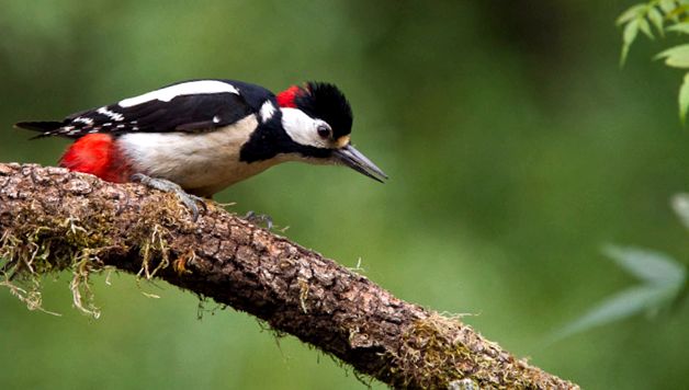 Woodpeckers Animal Encyclopedia aceste păsări