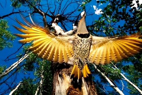 Woodpeckers Animal Encyclopedia aceste păsări