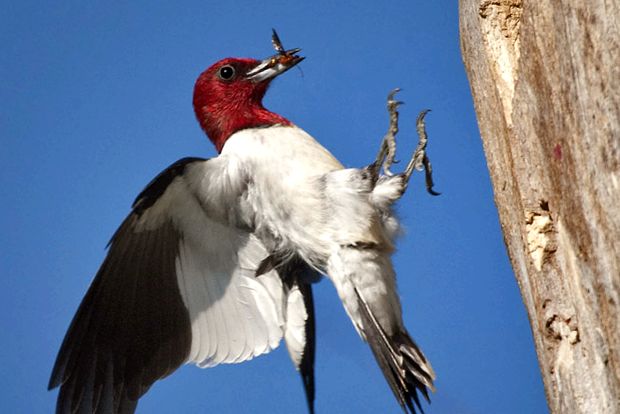 Woodpeckers Animal Encyclopedia aceste păsări