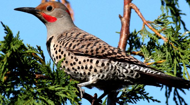 Woodpeckers Animal Encyclopedia animal