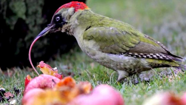 Woodpeckers Animal Encyclopedia aceste păsări