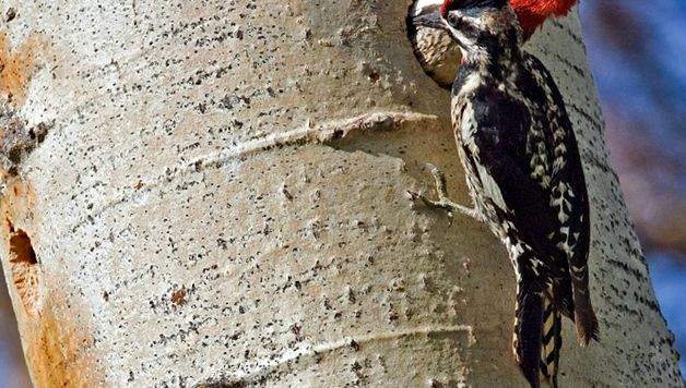Woodpeckers Animal Encyclopedia enciclopedie