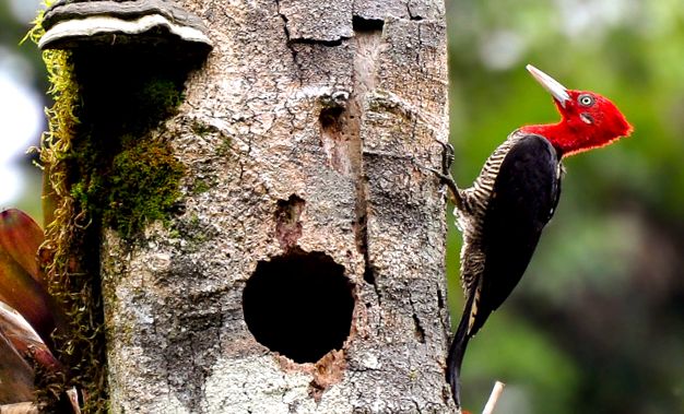 Woodpeckers Animal Encyclopedia aceste păsări