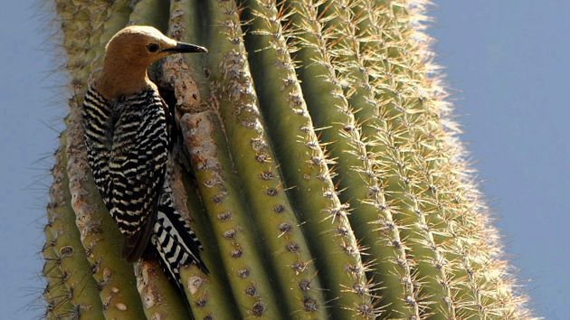 Woodpeckers Animal Encyclopedia animal