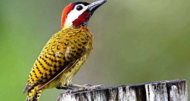 Woodpeckers Animal Encyclopedia aceste păsări