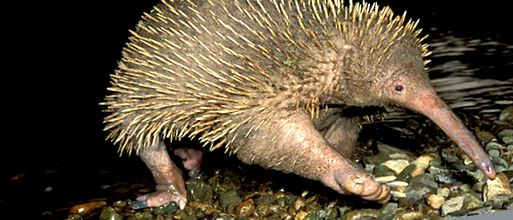 Echidna sora înțepătoare a ornitorincului Echidna australiană