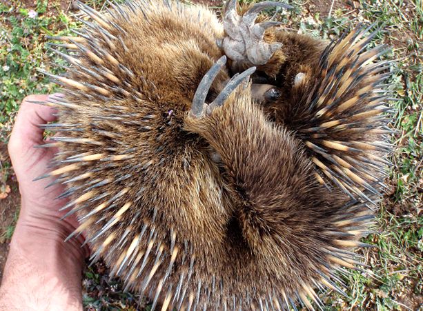Echidna sora înțepătoare a ornitorincului in afara de asta
