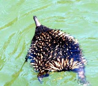 Echidna sora înțepătoare a ornitorincului in afara de asta