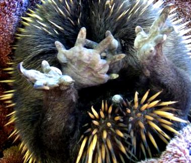 Echidna sora înțepătoare a ornitorincului echidna