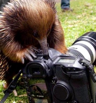 Echidna sora înțepătoare a ornitorincului Echidna australiană